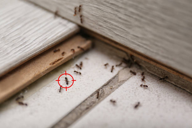 Reliable Echelon, NJ Pest Control Solutions