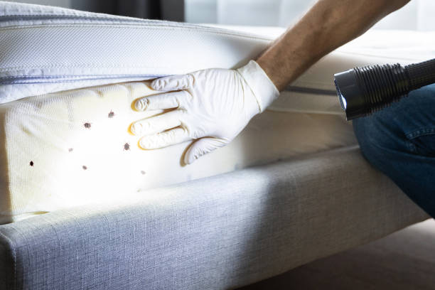 Best Wasp Removal Services  in Echelon, NJ