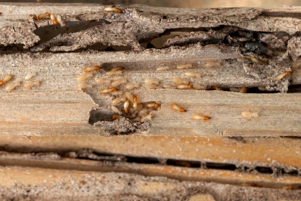 Best Rodent Control Near Me  in Echelon, NJ